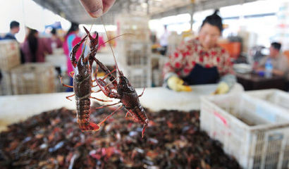 小龍蝦分揀技術(shù)及其在水產(chǎn)品加工中的重要性