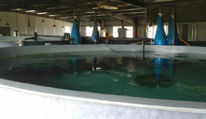 日本黃姑魚(yú)工廠化養(yǎng)殖技術(shù)與水產(chǎn)品開(kāi)發(fā)