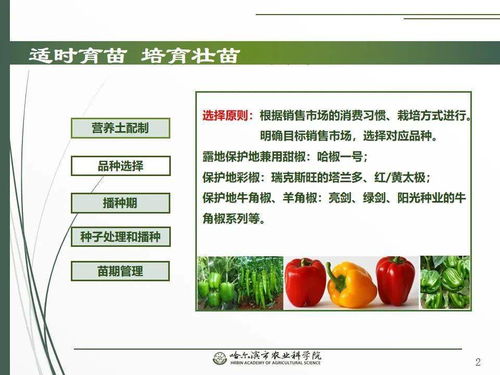 黨建引領(lǐng)謀發(fā)展 科技助農(nóng)備春耕 網(wǎng)絡(luò)課堂助力辣椒栽培技術(shù)要點與網(wǎng)絡(luò)技術(shù)開發(fā)